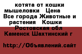 котята от кошки мышеловки › Цена ­ 10 - Все города Животные и растения » Кошки   . Ростовская обл.,Каменск-Шахтинский г.